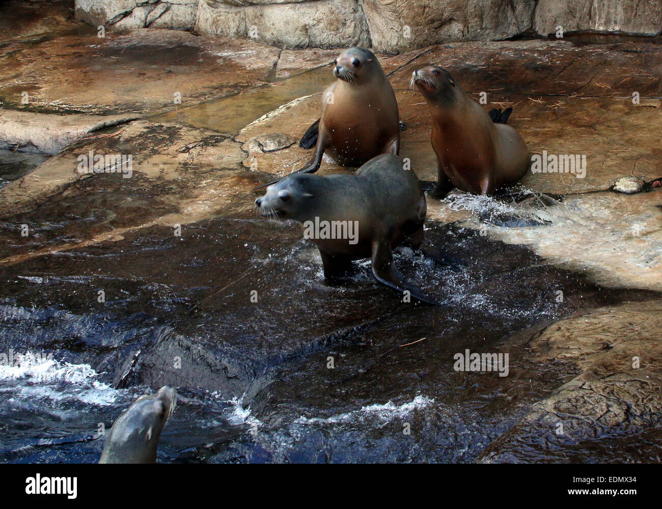 Group of California sea lions (Zalophus californianus), two females and two males Stock Photo