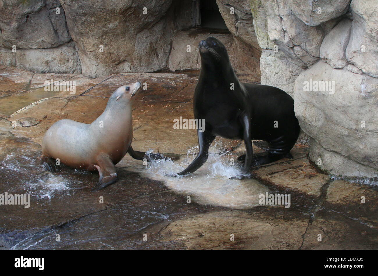 Male and female California sea lion (Zalophus californianus) Stock Photo