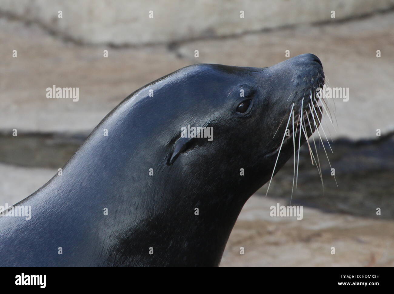 Male California sea lion (Zalophus californianus) in profile close-up Stock Photo