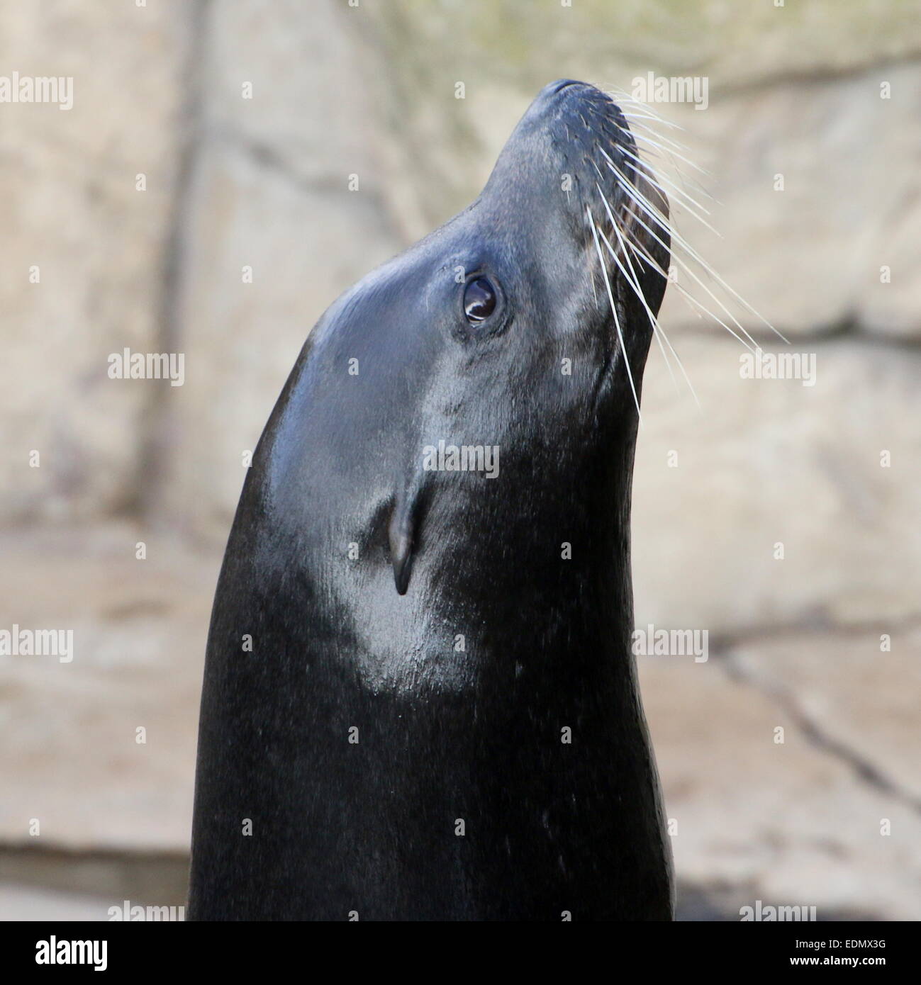 Male California sea lion (Zalophus californianus) close-up of the head, held up high Stock Photo