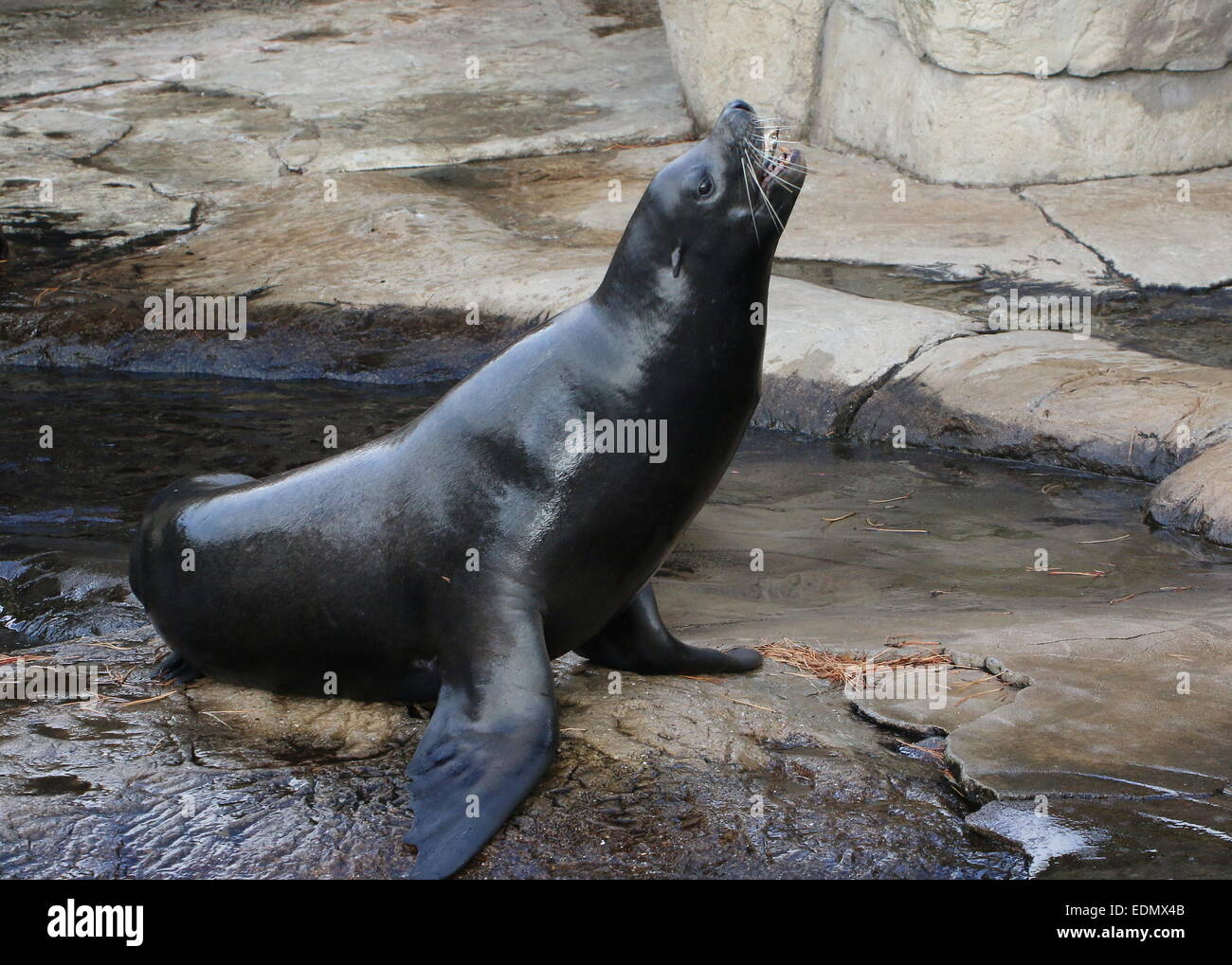 California sea lion (Zalophus californianus) Stock Photo