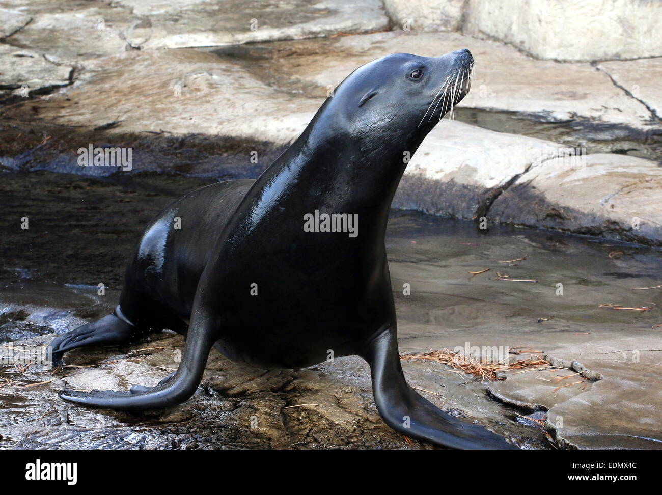 California sea lion (Zalophus californianus) portrait, facing forward, head turned sideways Stock Photo