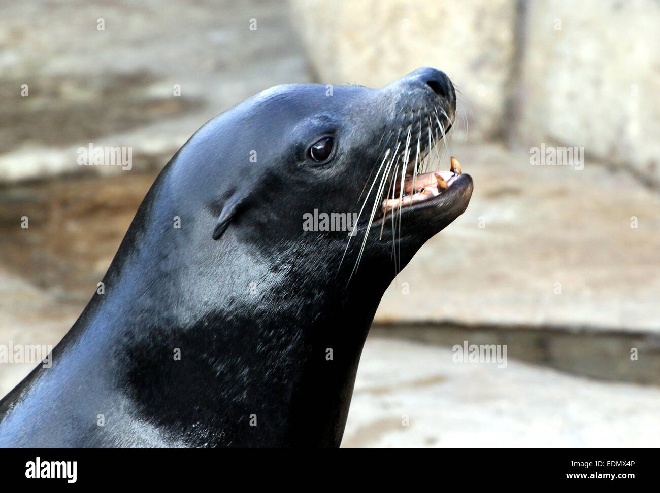 Male California sea lion (Zalophus californianus) close-up, mouth open Stock Photo