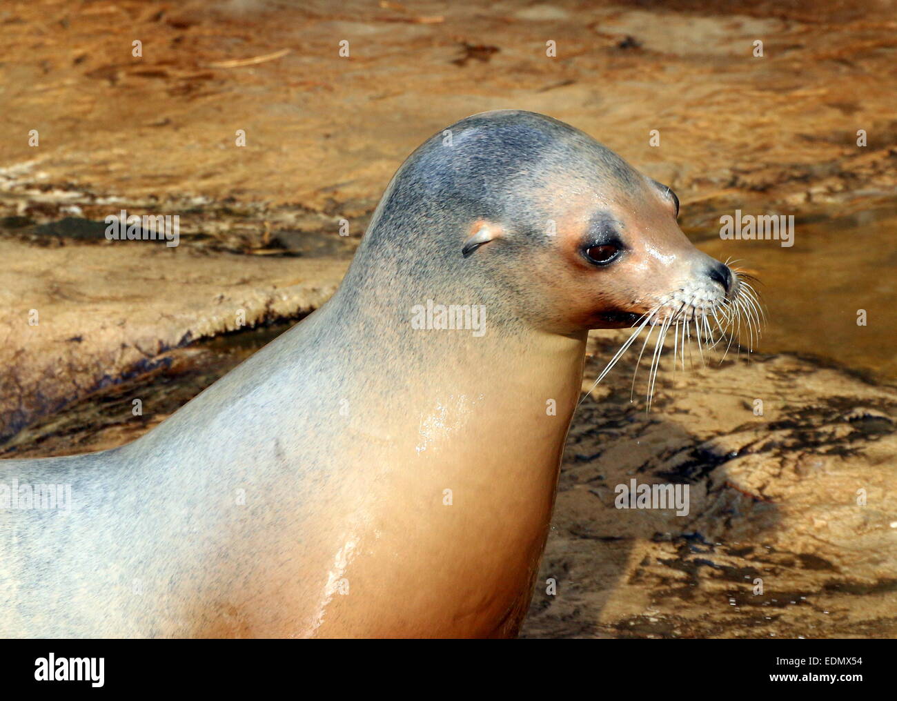 Female California sea lion (Zalophus californianus) in close-up Stock Photo