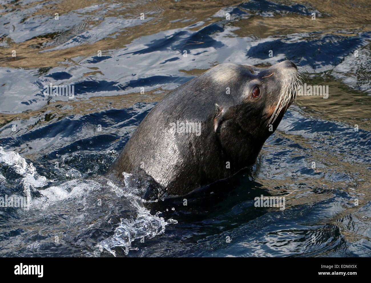 Male California sea lion (Zalophus californianus) surfacing from the water Stock Photo