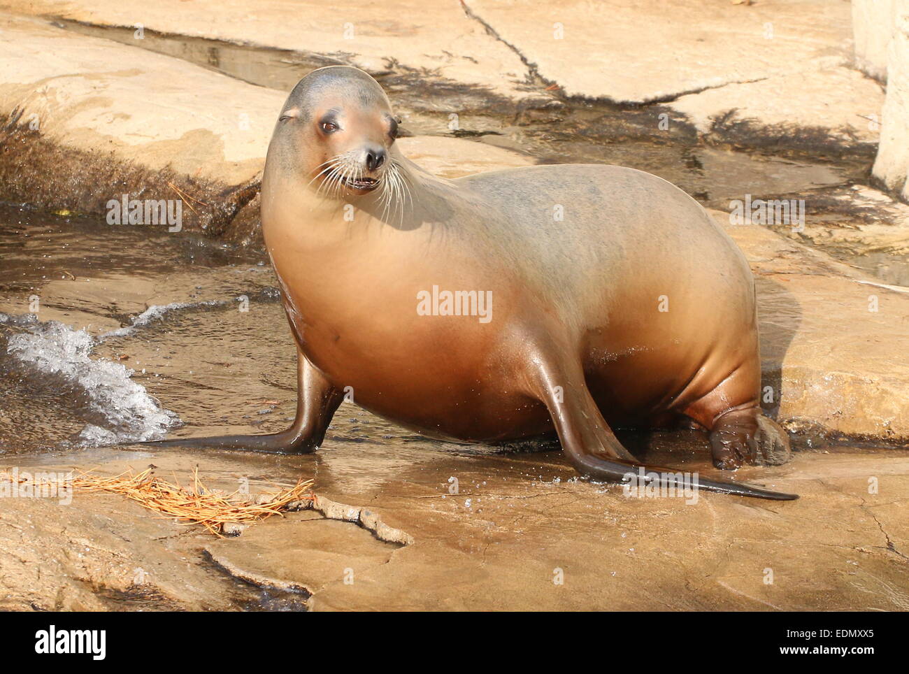 Female California sea lion (Zalophus californianus) portrait Stock Photo