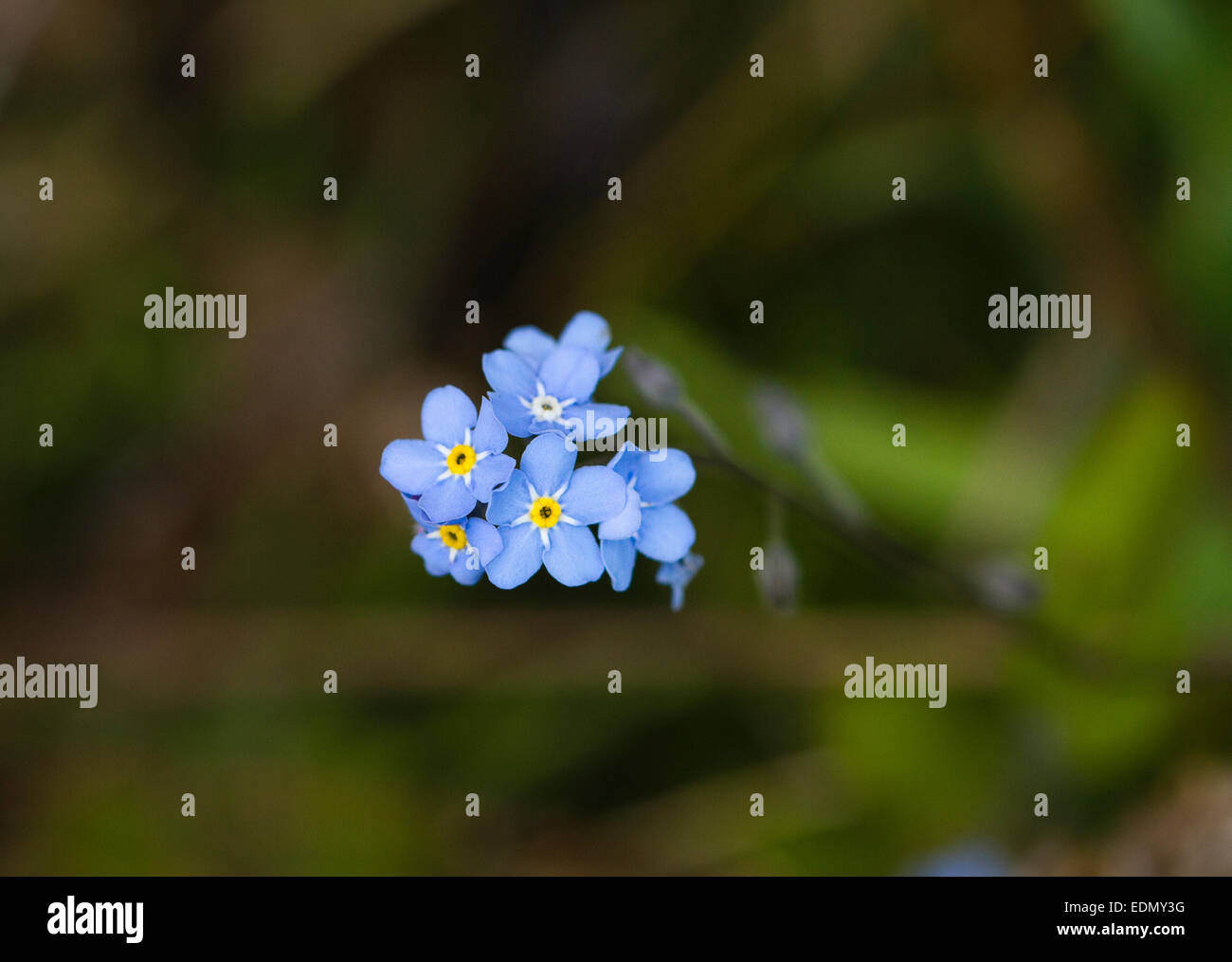 The blue flowers of a growing in an English garden Stock