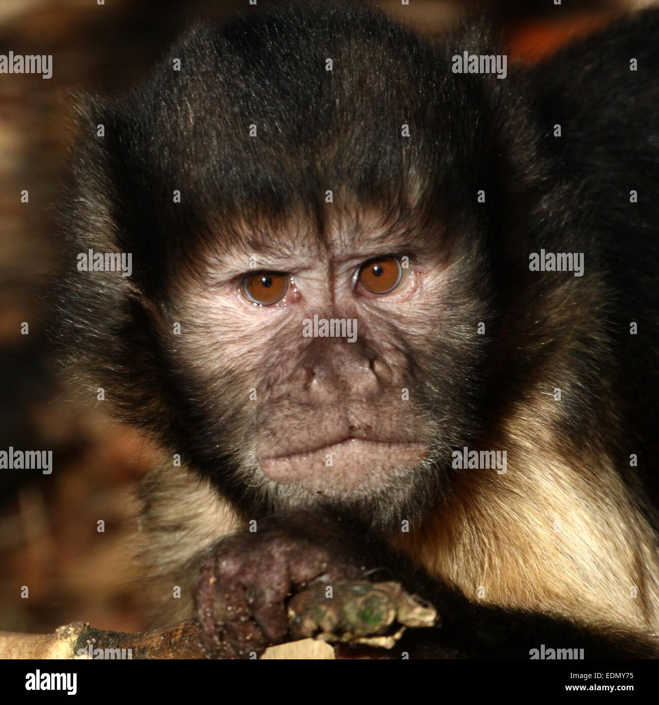 Macaco-prego-do-peito-amarelo (Cebus apella xanthosternos) - Ambientebrasil  - Ambientes