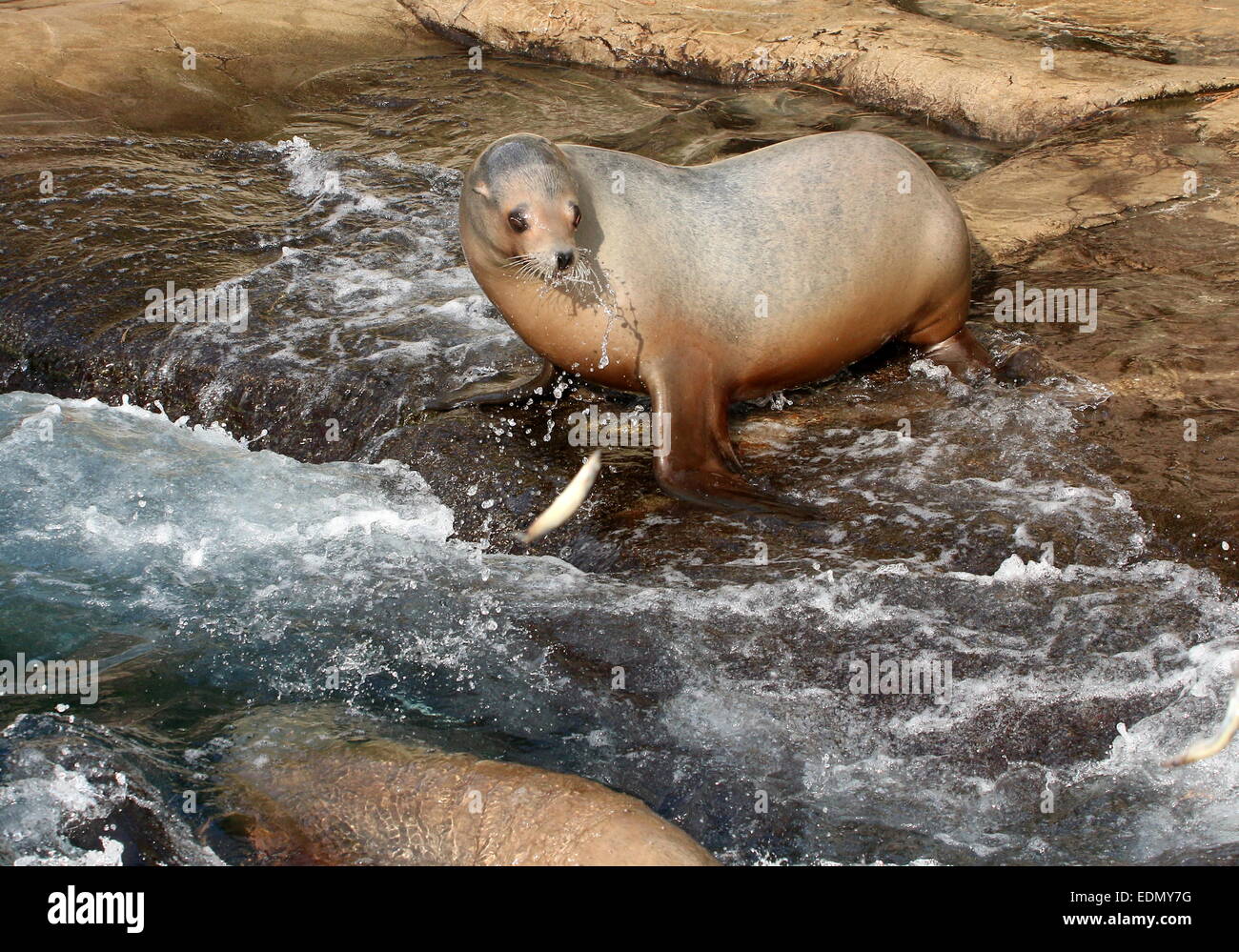 Female California sea lion (Zalophus californianus) about to catch and eat  a fish (more images in series) Stock Photo