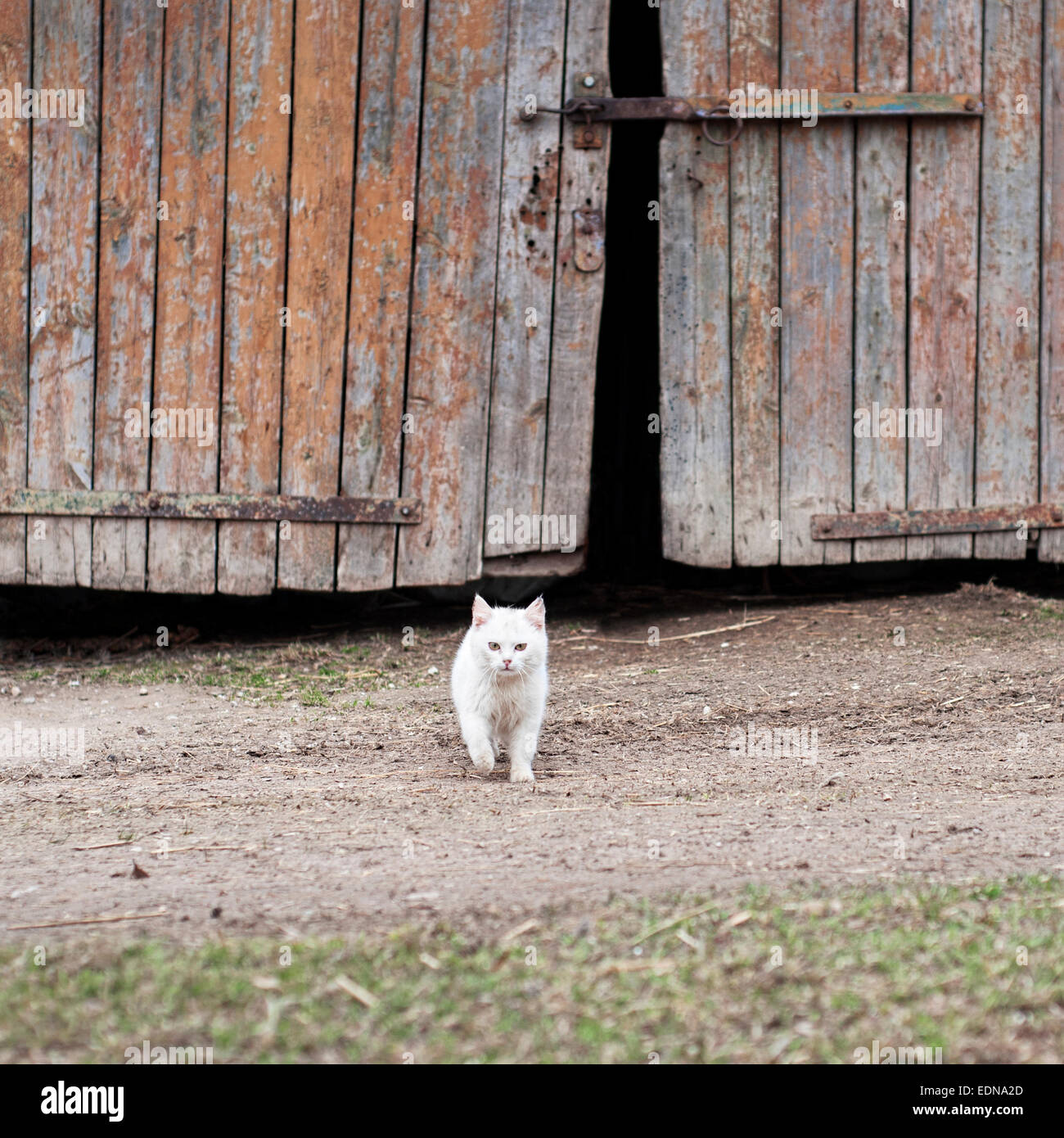 white cat walking towards the camera Stock Photo