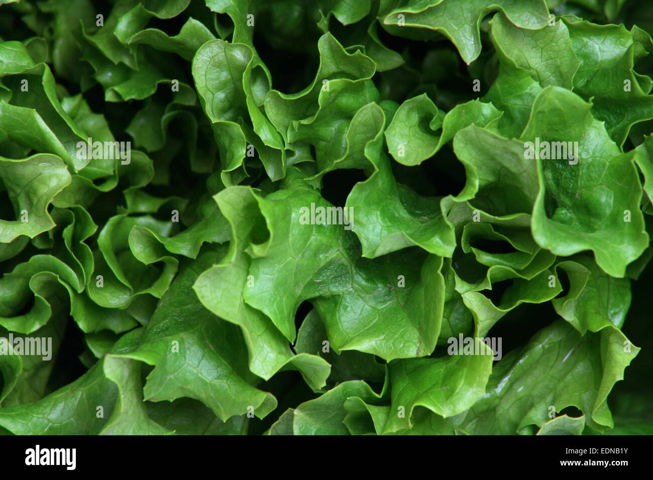 Leafy greens hires stock photography and images Alamy