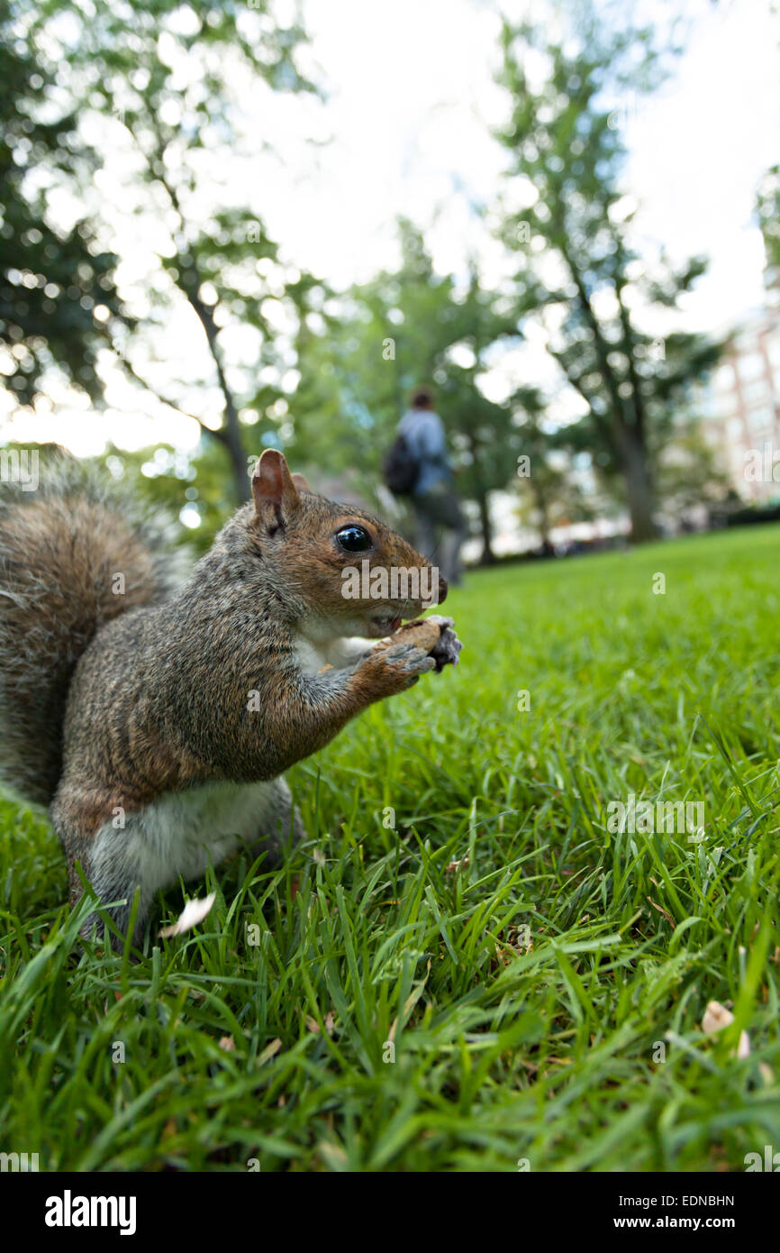 Feeding a squirrel Stock Photo Alamy