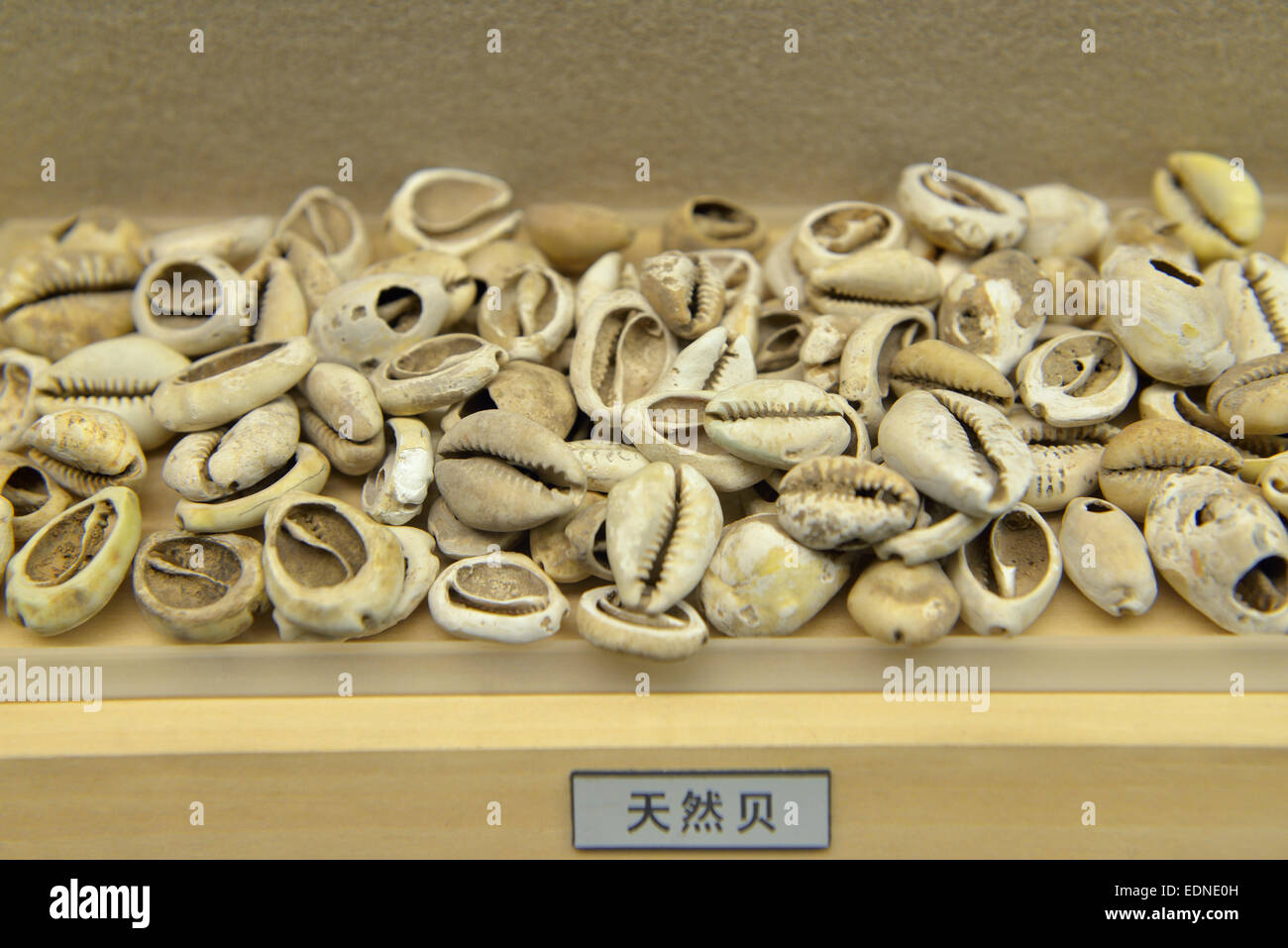 Shell money hires stock photography and images Alamy