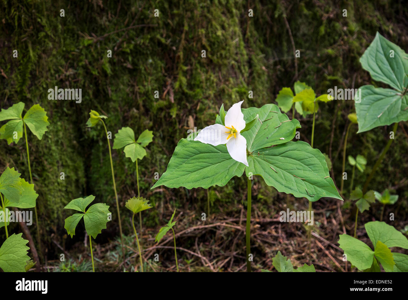 Western Trillium, Trillium ovatum,British Columbia, Canada Stock Photo