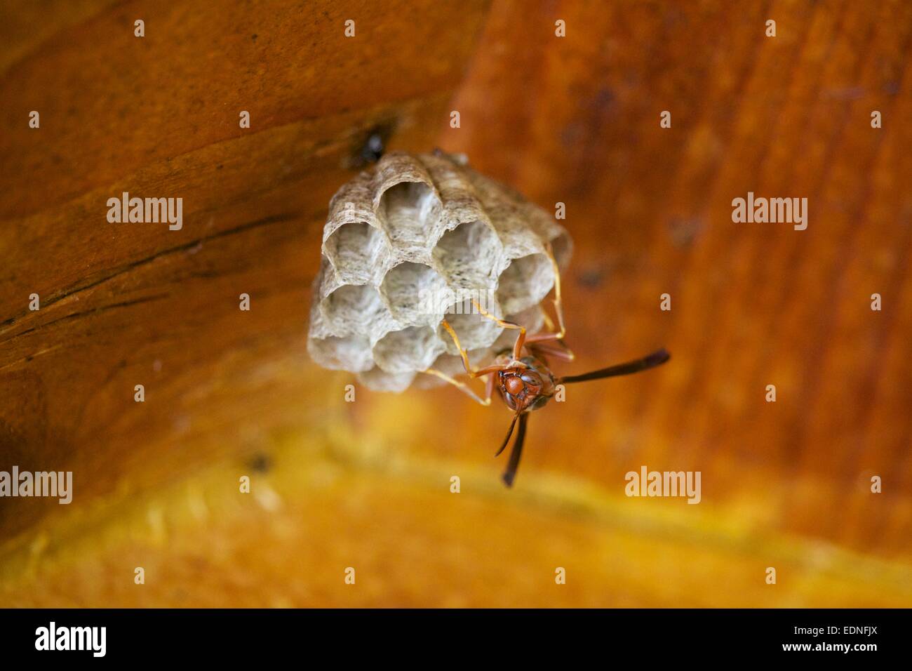 Paper wasp and nest. Polistes metrics. Stock Photo