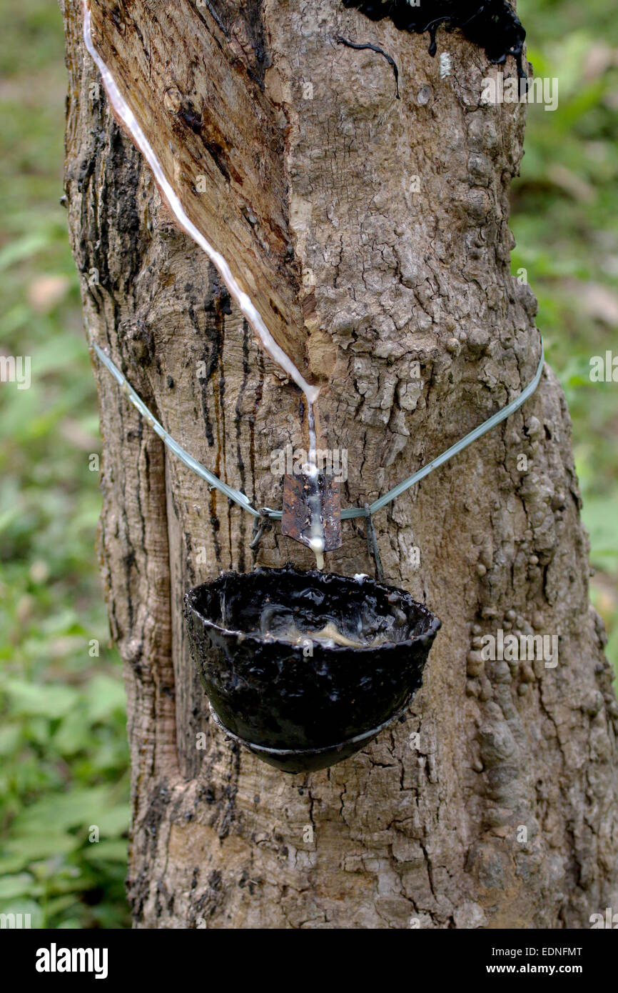 Afgekeurd Floreren keten Latex or Liquid Rubber Collection from an Incised Tree in Kerala Stock  Photo - Alamy
