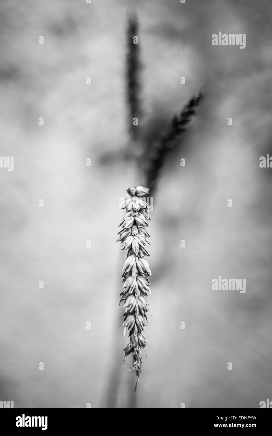 grain, growing on the side of the road Stock Photo