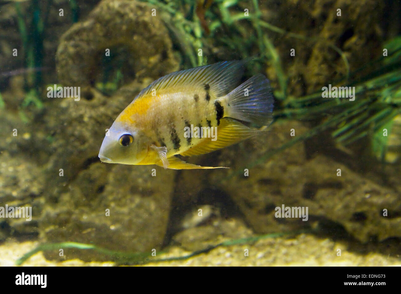 Tropical fish Cichlidae of lake Malawi, recorded in aquarium. Stock Photo
