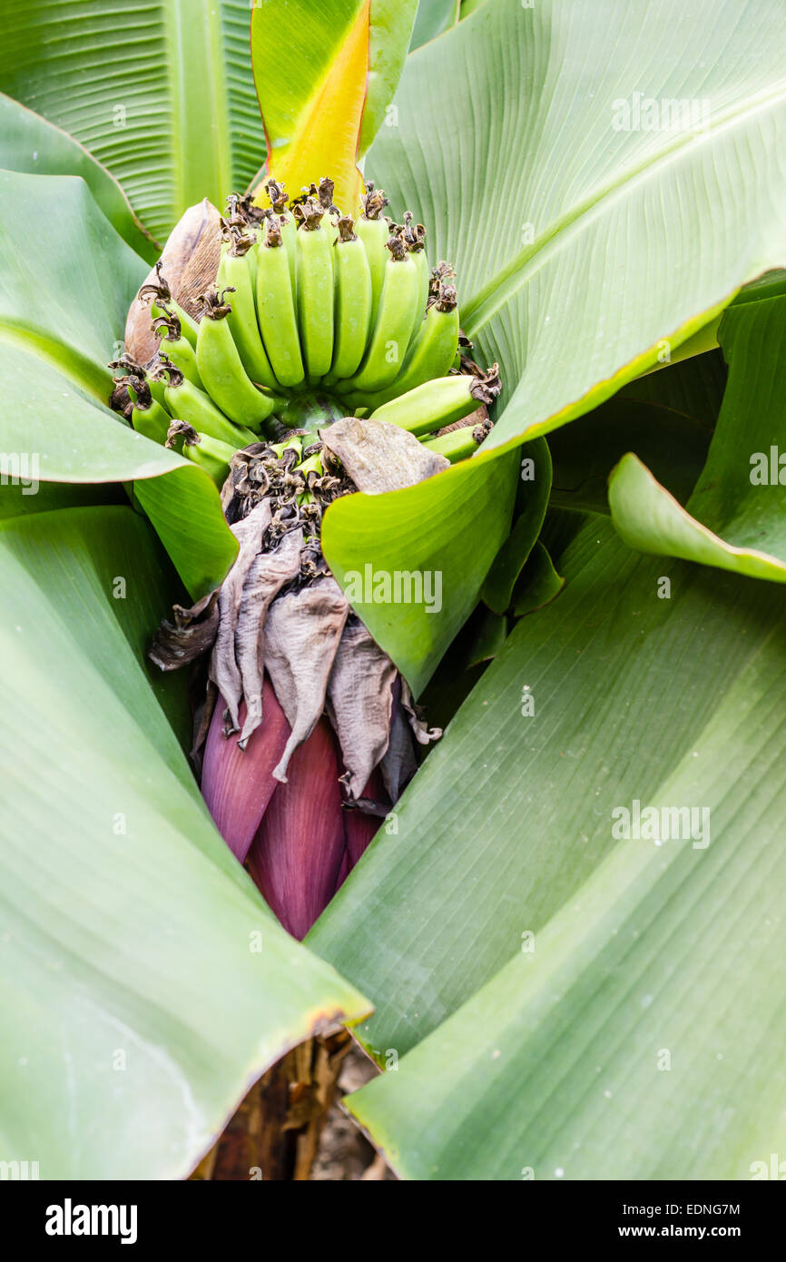banana blossom in the garden (banana flower Stock Photo Alamy