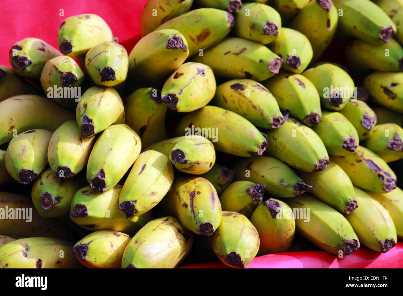 acuminata, balbisiana, banana, bunch, close, food, fresh, fruit, full, green, healthy, musa, musaceae, natural, organic, up Stock Photo
