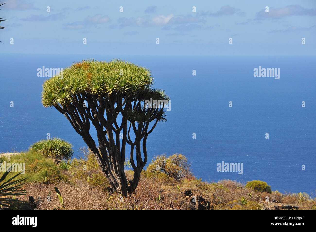 Canary Islands Dragon Tree or Drago (Dracaena draco), La Palma, Canary Islands, Spain Stock Photo