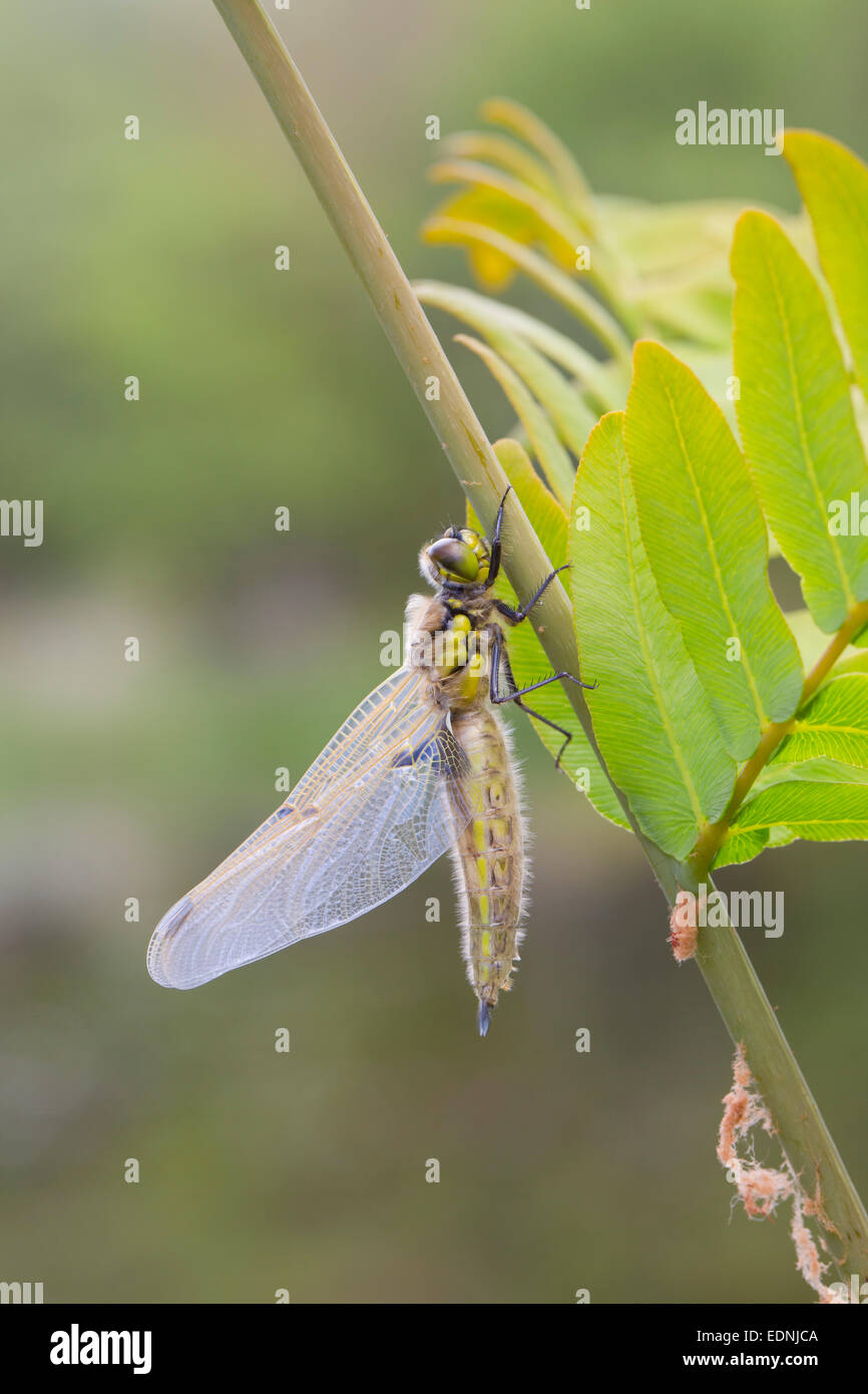 Four Spotted Chaser Libellula quadrimaculata Newly Emerged Cornwall; UK Stock Photo