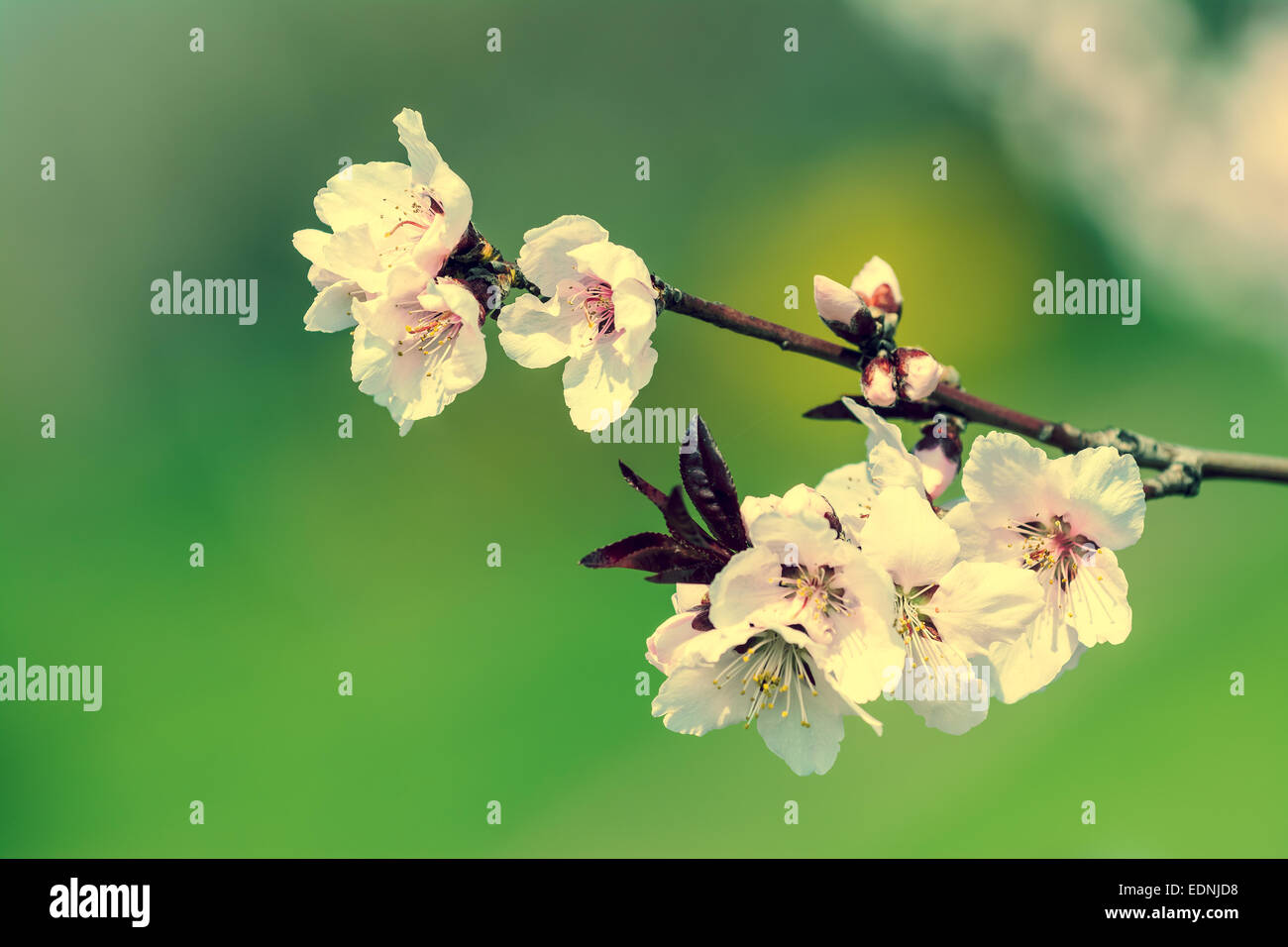 Retro Photo Of Cherry Tree Flowers Spring Blossom Stock Photo - Alamy