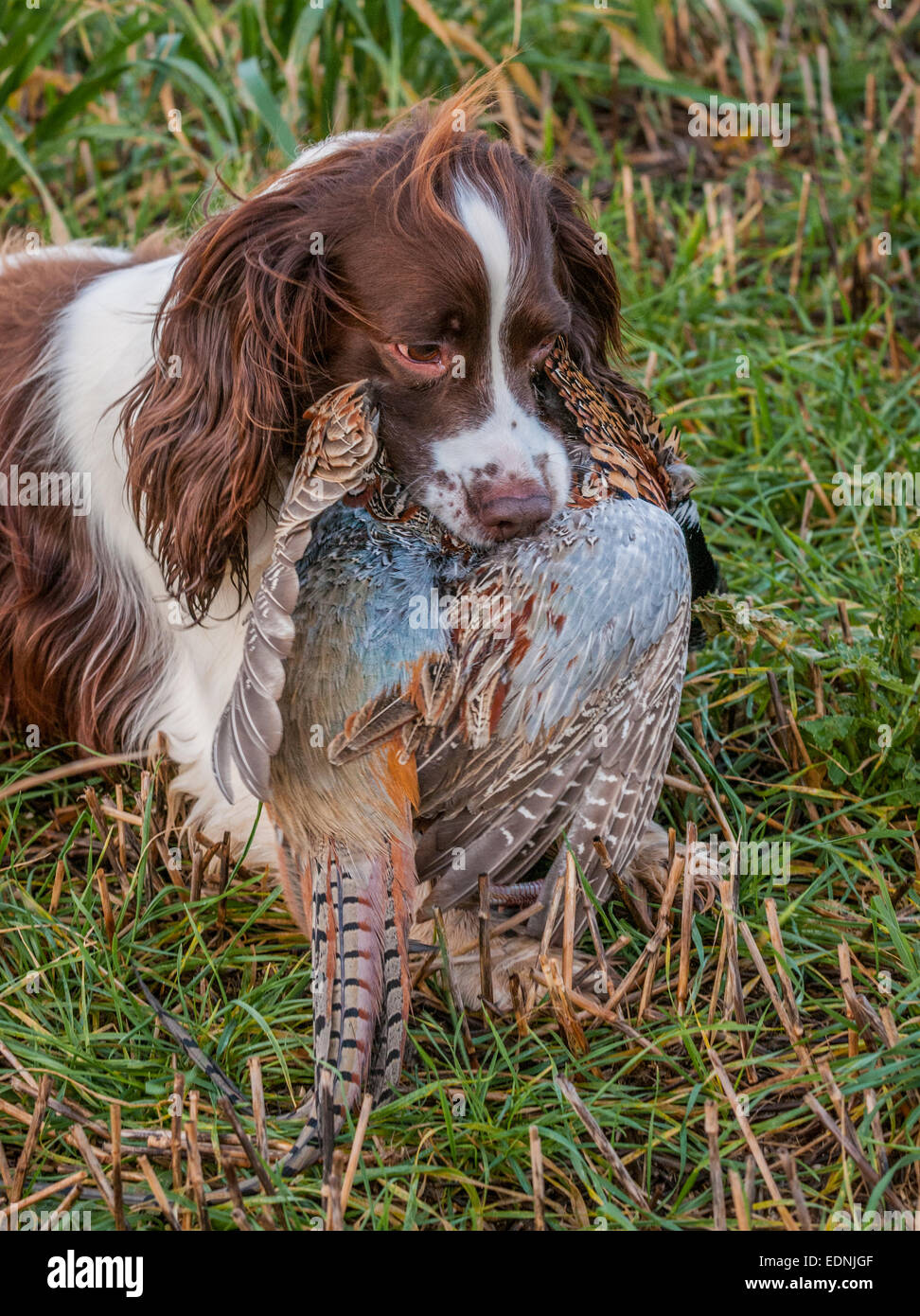 English Springer Spaniel a working gun dog, retrieving, or carrying, a