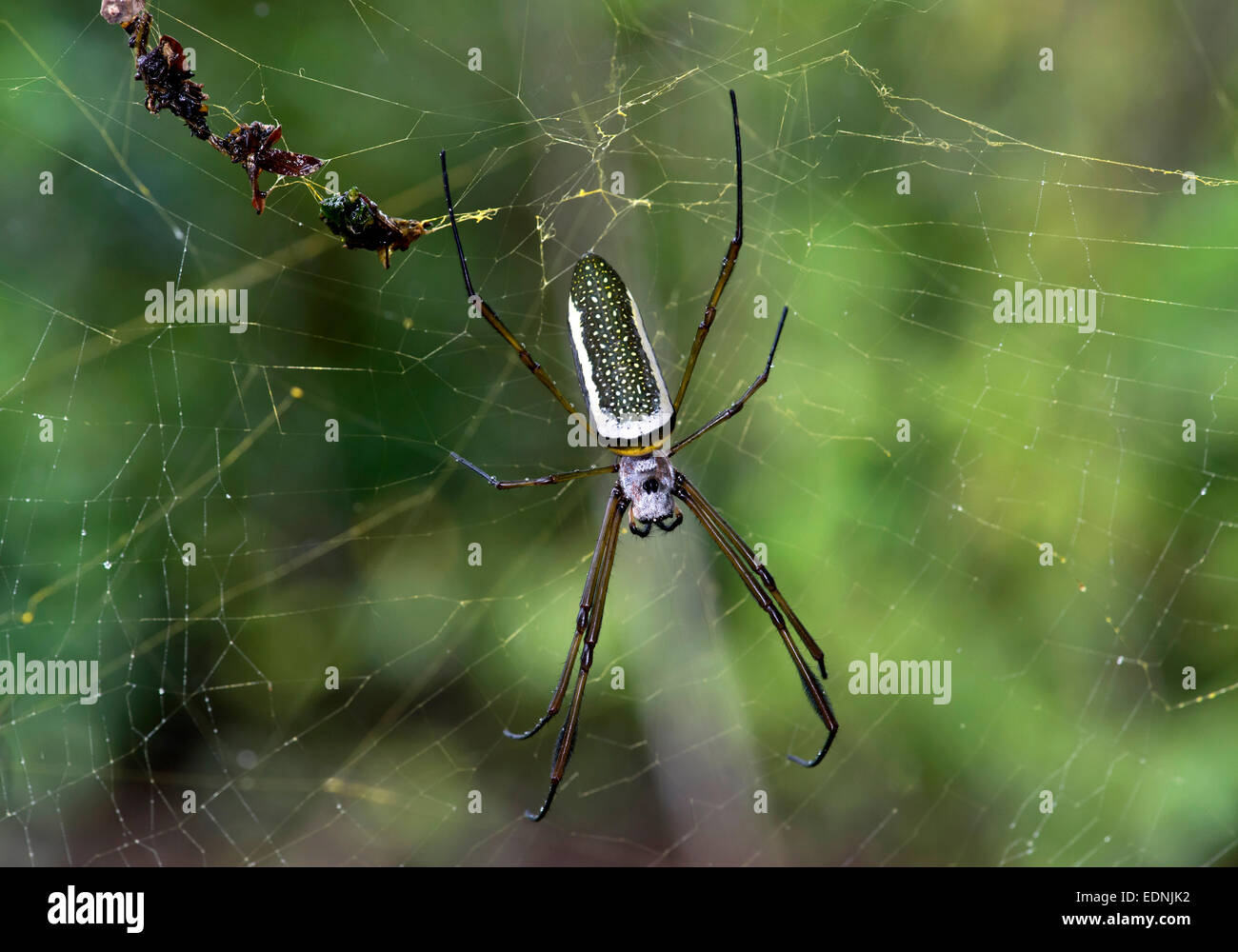 Golden Silk Orbweaver (Nephila clavipes), female, Tambopata Nature Reserve, Madre de Dios Region, Peru Stock Photo