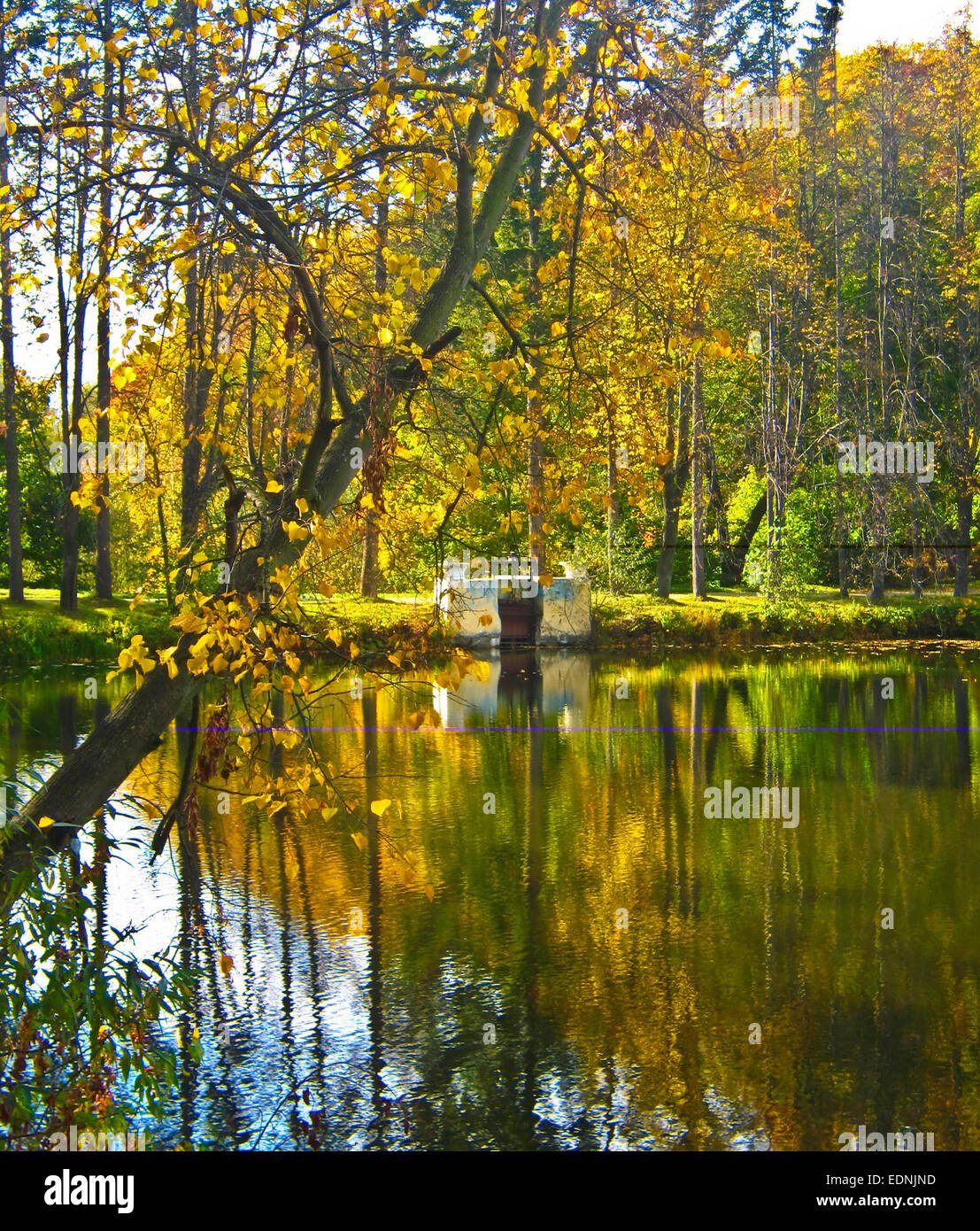 Tree Reflection Yellow Autumn landscape - lake with yellow trees around, reflection of trees ...