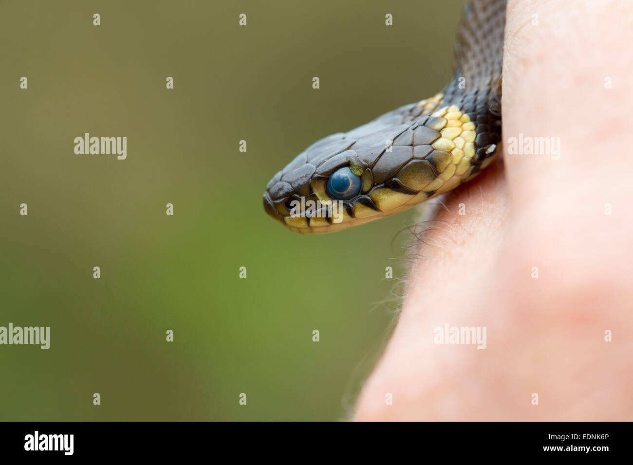 Grass snake uk hires stock photography and images Alamy