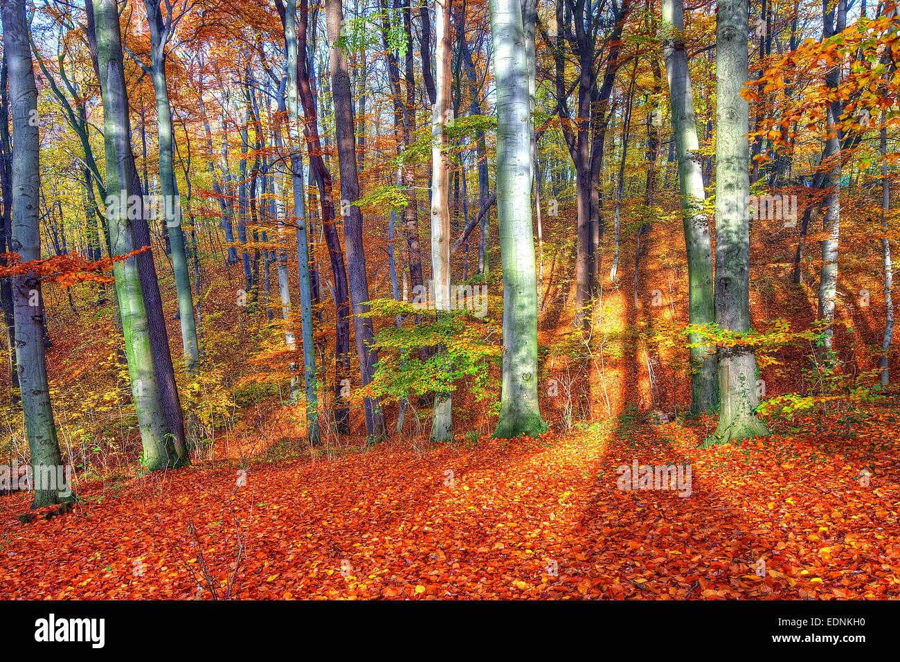 Forest sunny day hi-res stock photography and images - Alamy