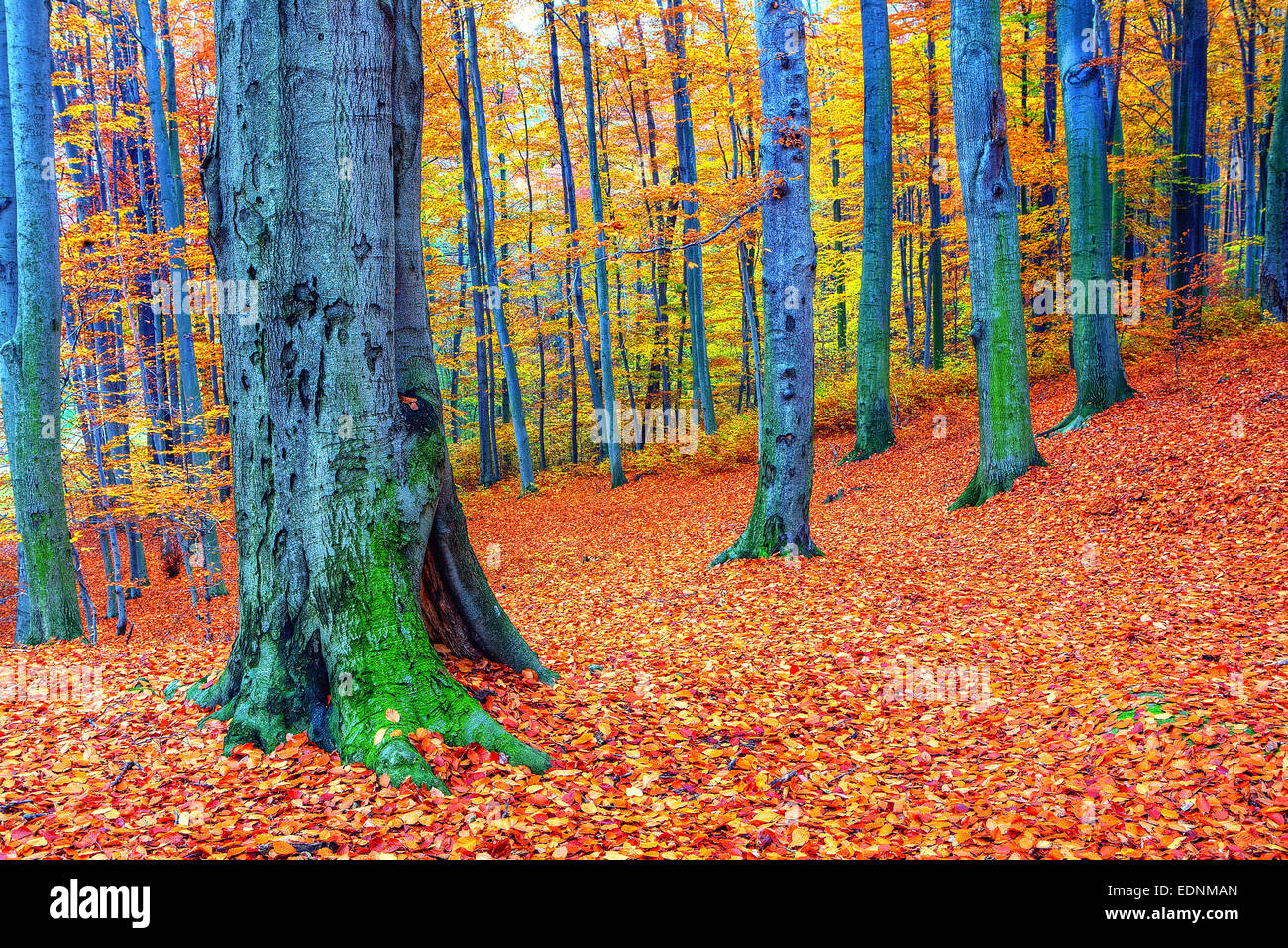 Beautiful autumn forest landscape Stock Photo - Alamy