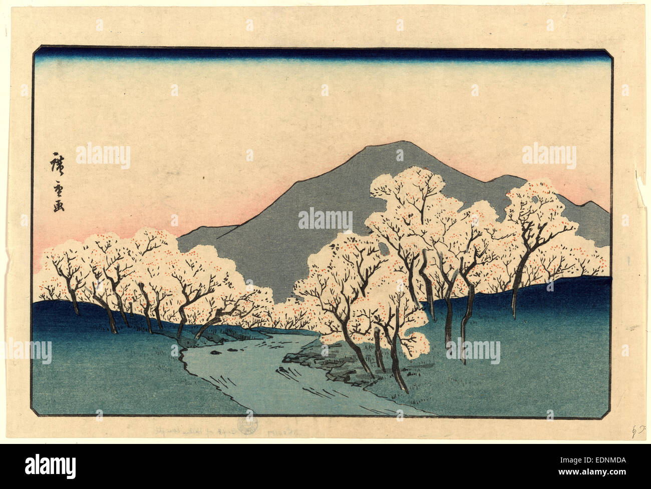 Sakura namiki zu, A Grove of Cherry Trees., Ando, Hiroshige, 1797-1858, artist, [between 1820 and 1858, printed later], 1 print : woodcut, color ; 25.5 x 37.7 cm., Print shows a grove of blossoming cherry trees with mountain in the background. Stock Photo