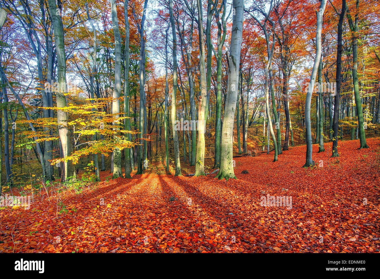 Beautiful autumn forest landscape on a sunny day Stock Photo - Alamy