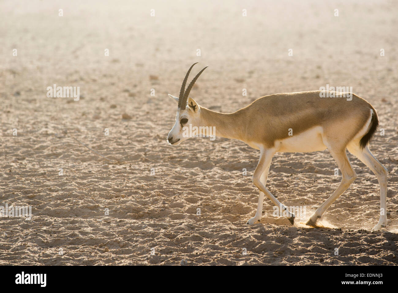 Arabian sand gazelle hi-res stock photography and images - Alamy