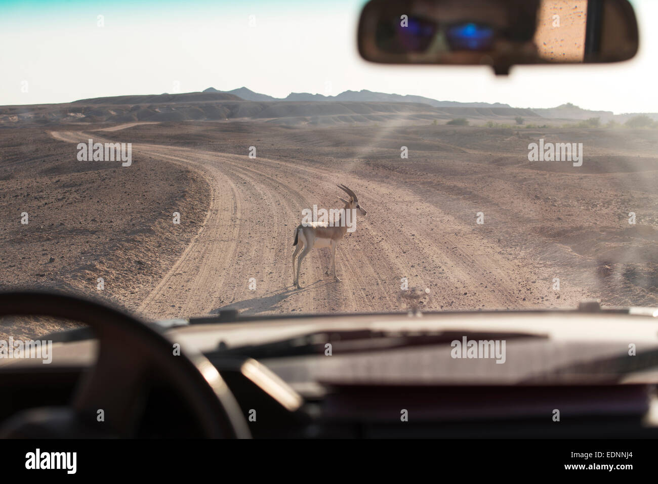Sand Gazelle High Resolution Stock Photography and Images - Alamy