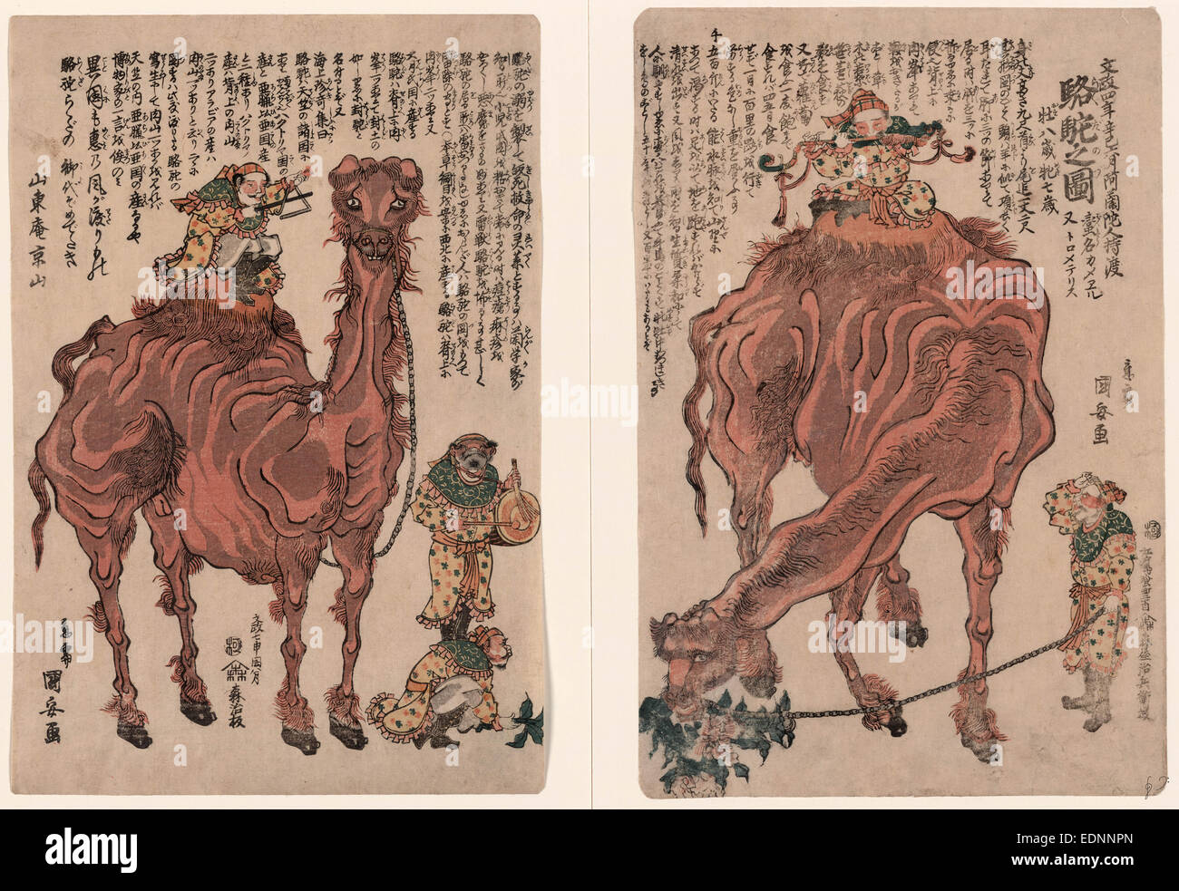Rakuda hi-res stock photography and images - Alamy