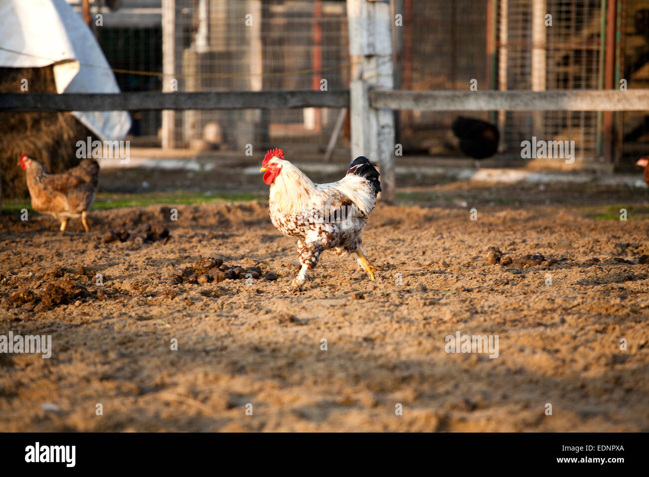 Lttlle rooster run across poultry yard rural scene Stock Photo Alamy