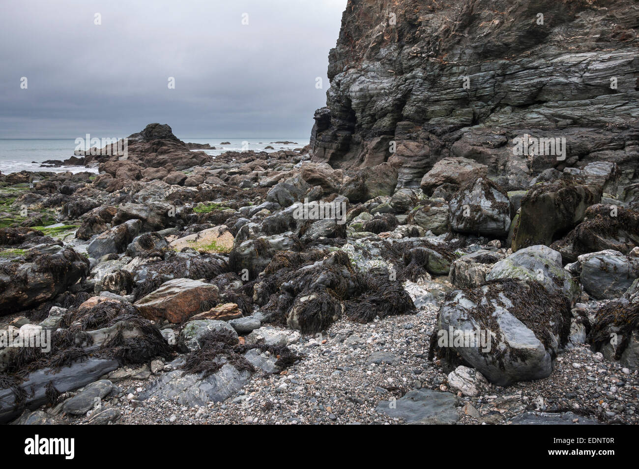 Rocky shoreline at Trevaunance cove near St Agnes, Cornwall. View over seaweed covered rocks to the sea. Stock Photo