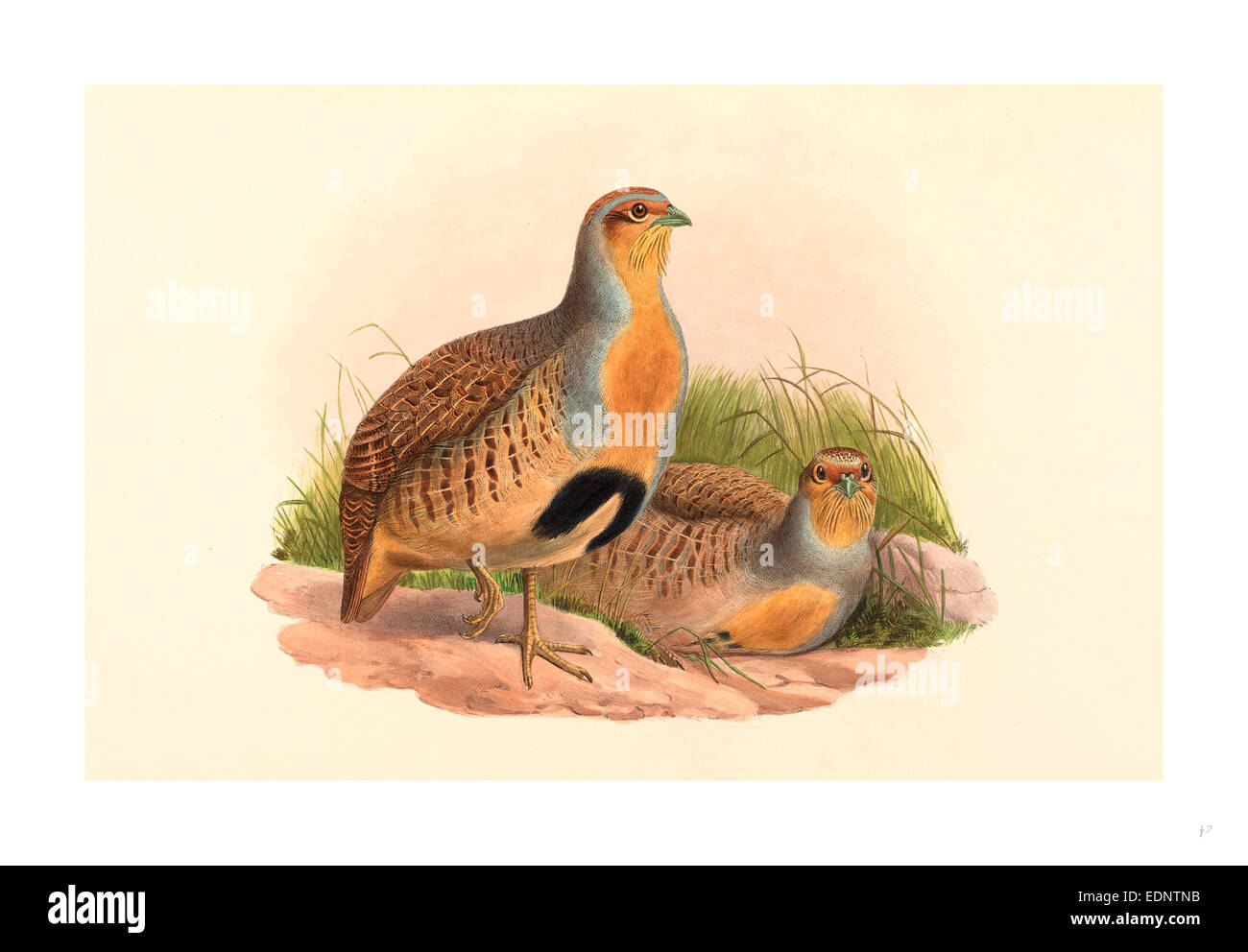 John Gould and H.C. Richter (British, 1804  1881 ), Perdix barbata (Daurian Partridge), colored lithograph Stock Photo