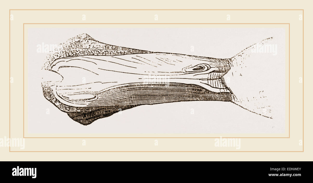 Bill of Malacorhynchus Stock Photo