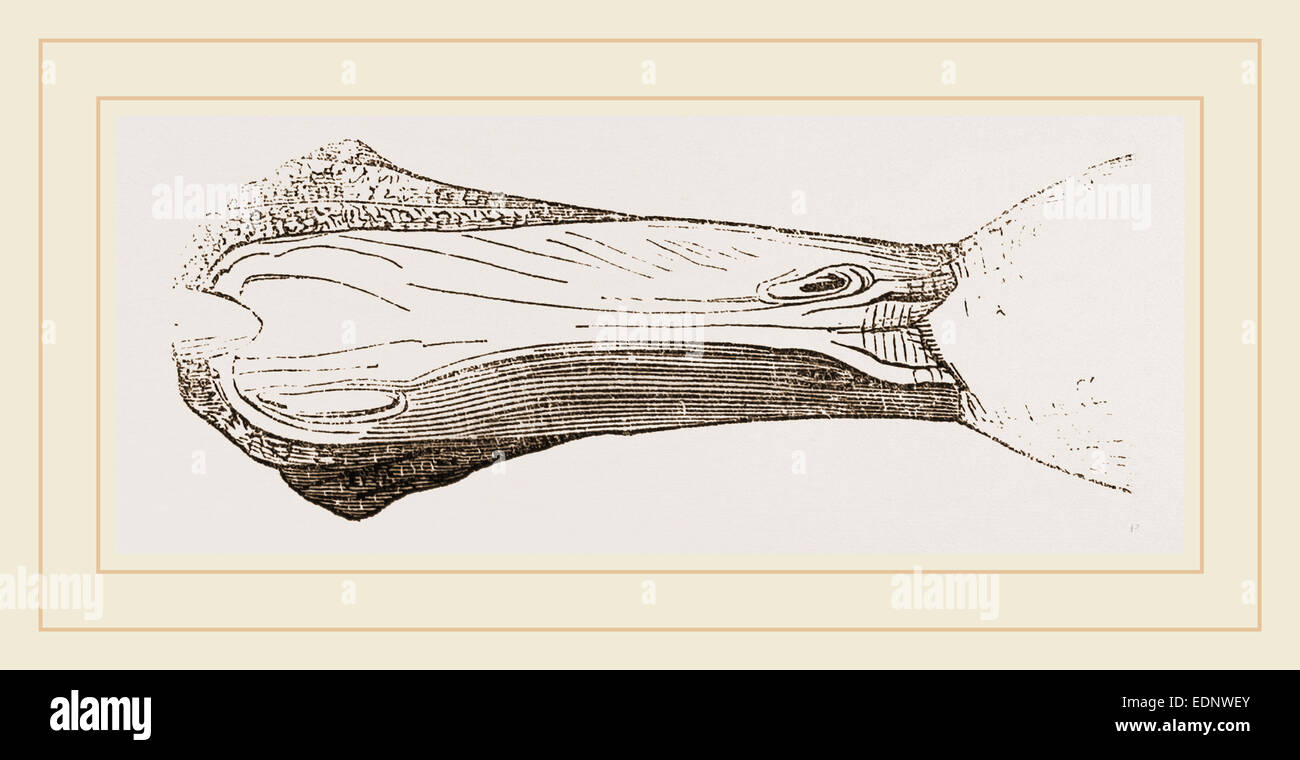 Bill of Malacorhynchus Stock Photo Alamy