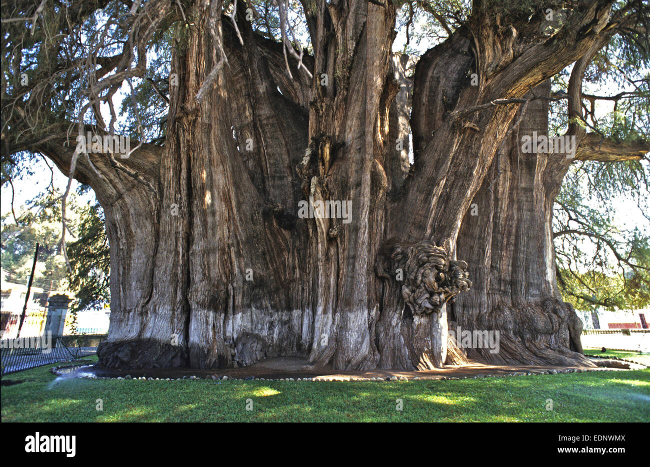 Mexico - the 2,000yr old Tule tree in Oaxaca with a circumference of nearly 55mtrs - it is a Montezuma Cypress (Taxodium mucronatum) Stock Photo