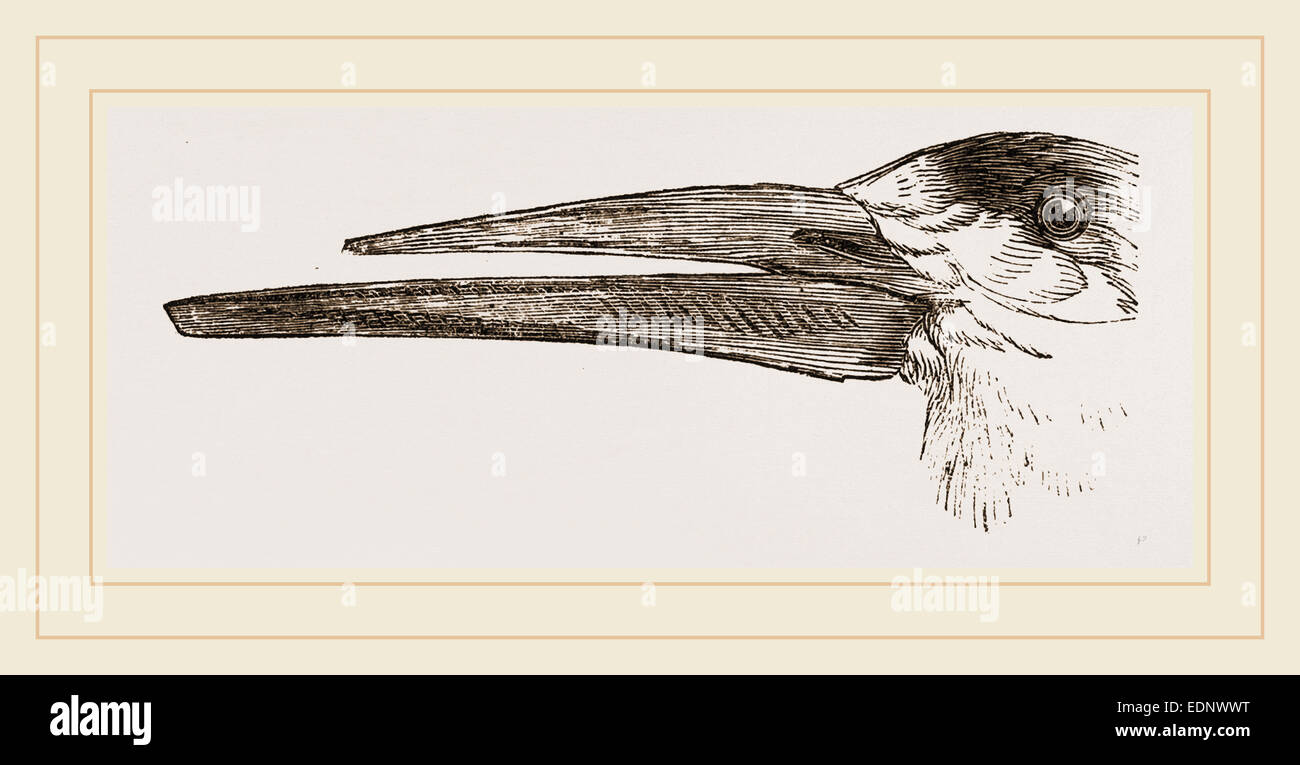Head of Scissorsbill Stock Photo Alamy