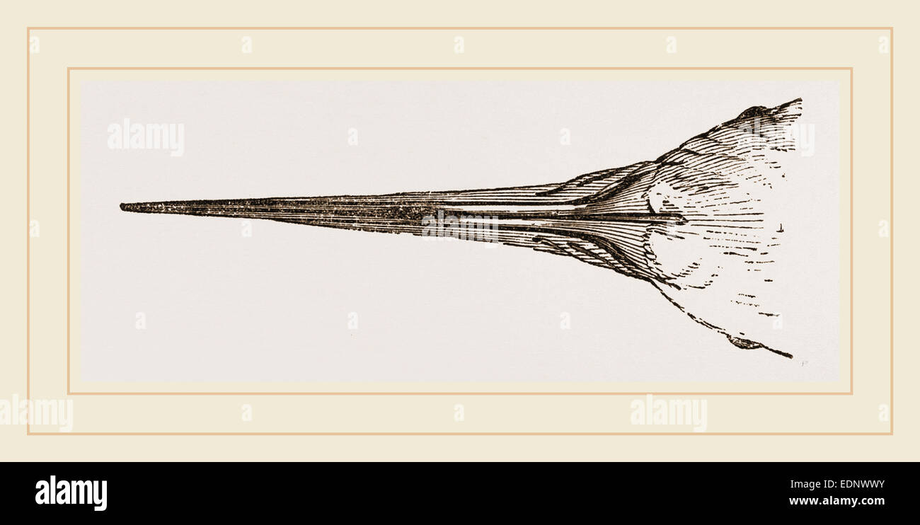 Bill of Scissorsbill Stock Photo Alamy