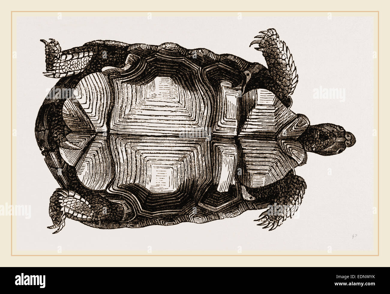 Arachnoid Pyxis from below Stock Photo - Alamy