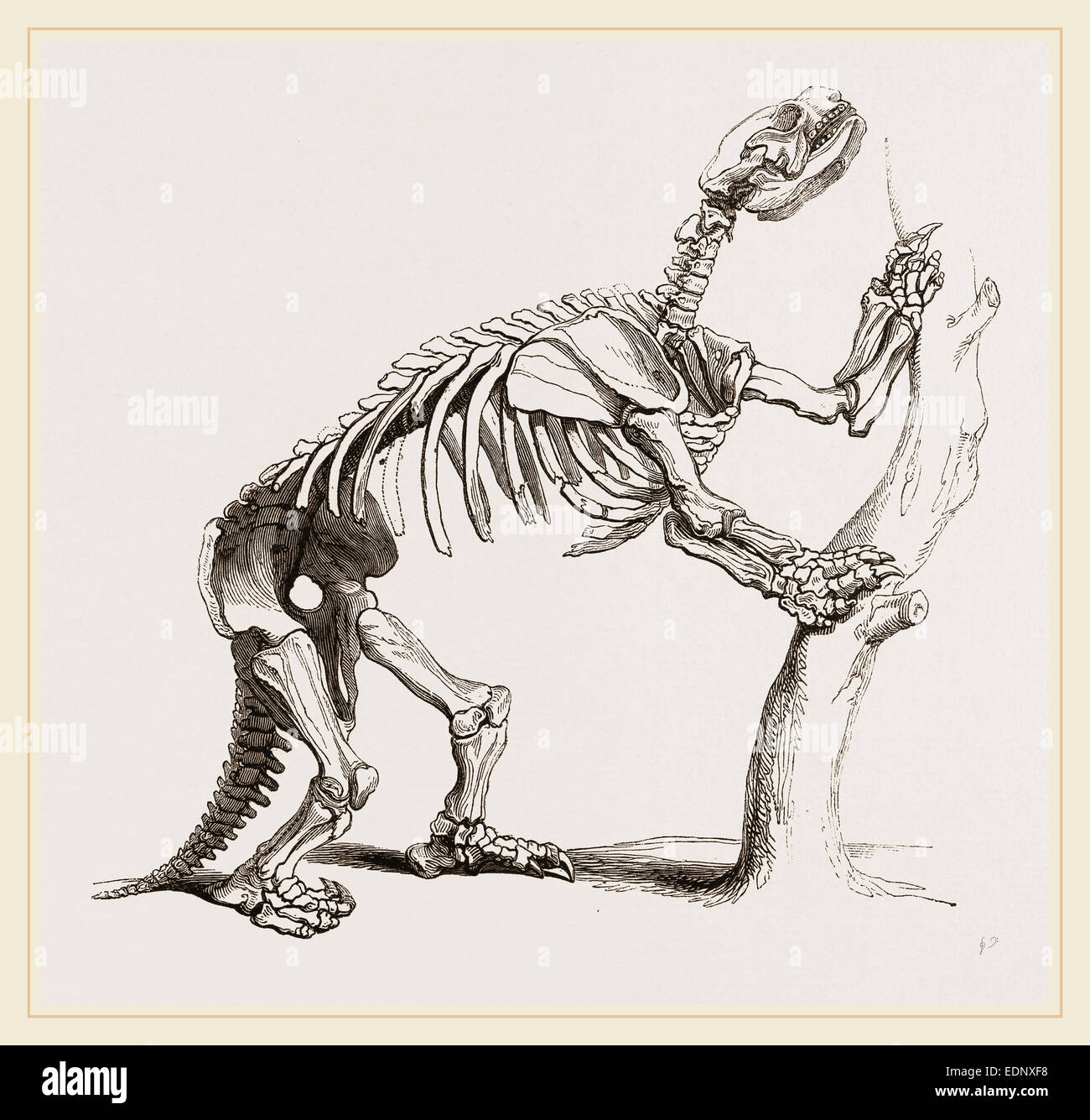 Skeleton of Mylodon robustus Stock Photo