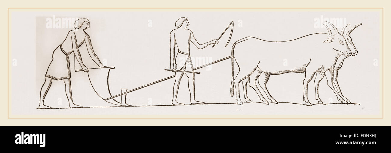 Ancient Egyptian Ploughing Egypt Stock Photo Alamy