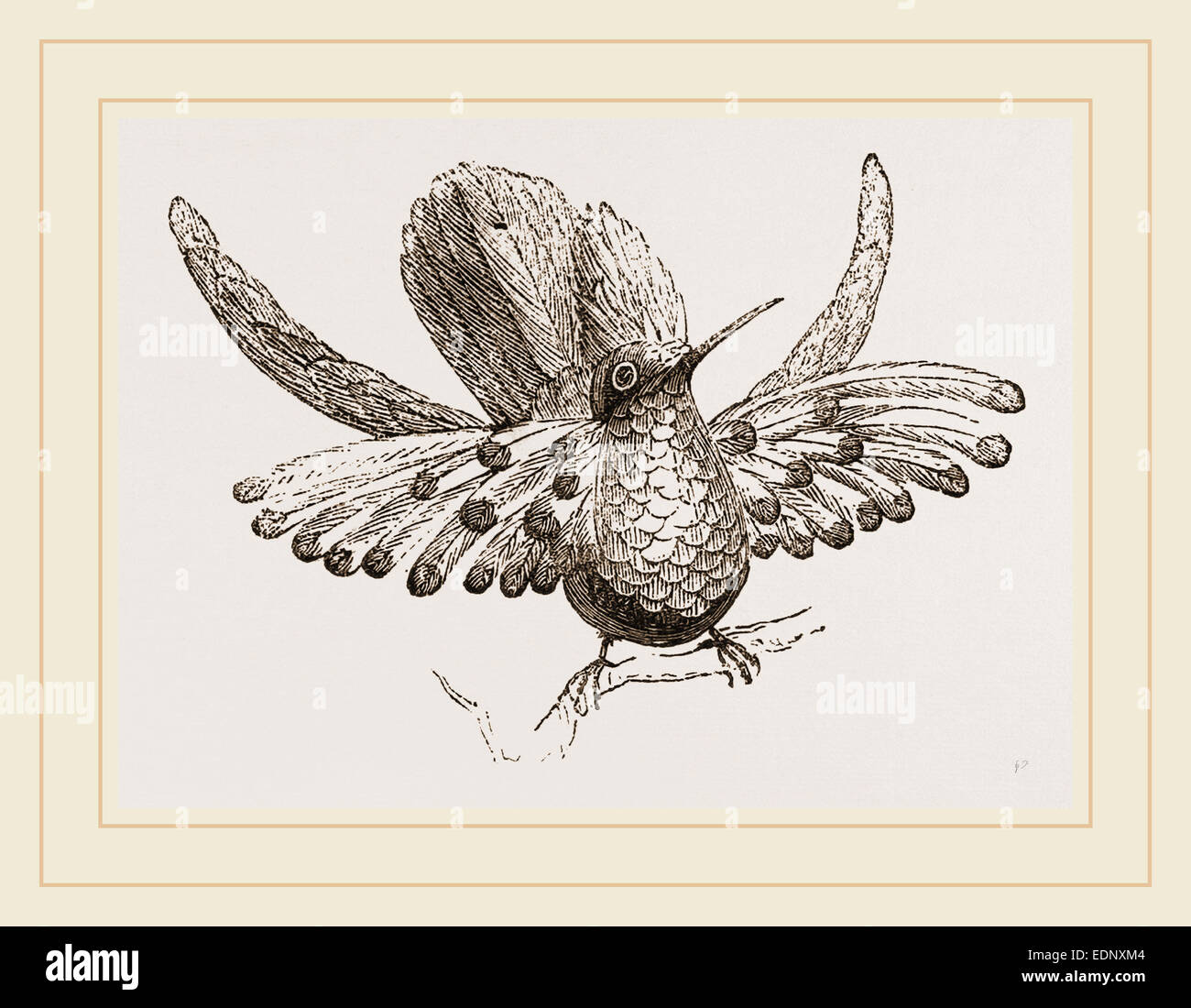 Goulds humming bird hires stock photography and images Alamy